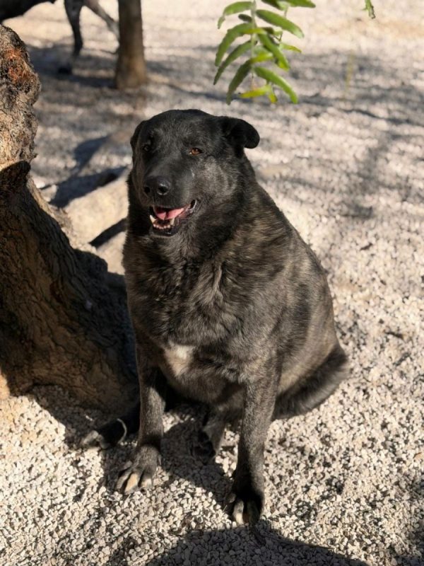 Judith - Chien à adopter - photo 4