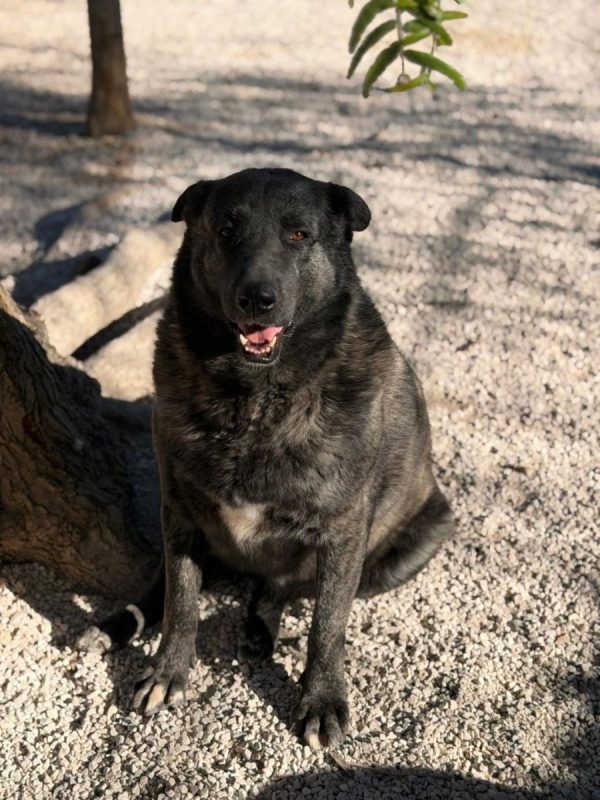 Judith - Chien à adopter