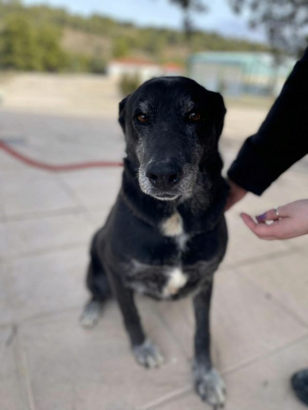 Shama - Chien à adopter
