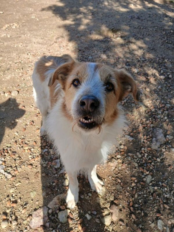 Ness - Chien à adopter