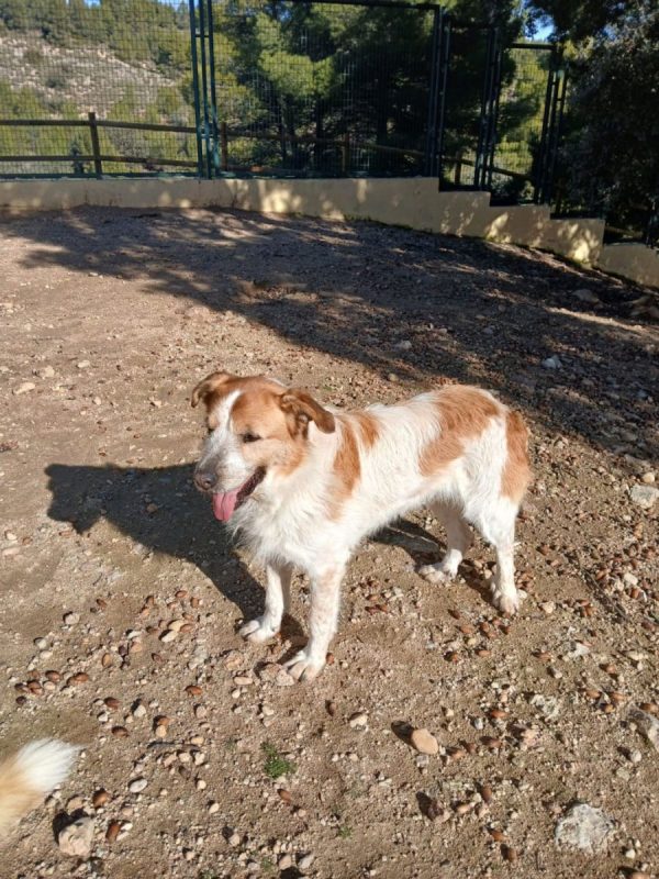 Ness - Chien à adopter - photo 8