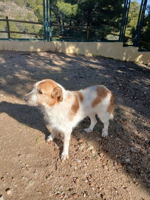 Ness - Chien à adopter - photo 3