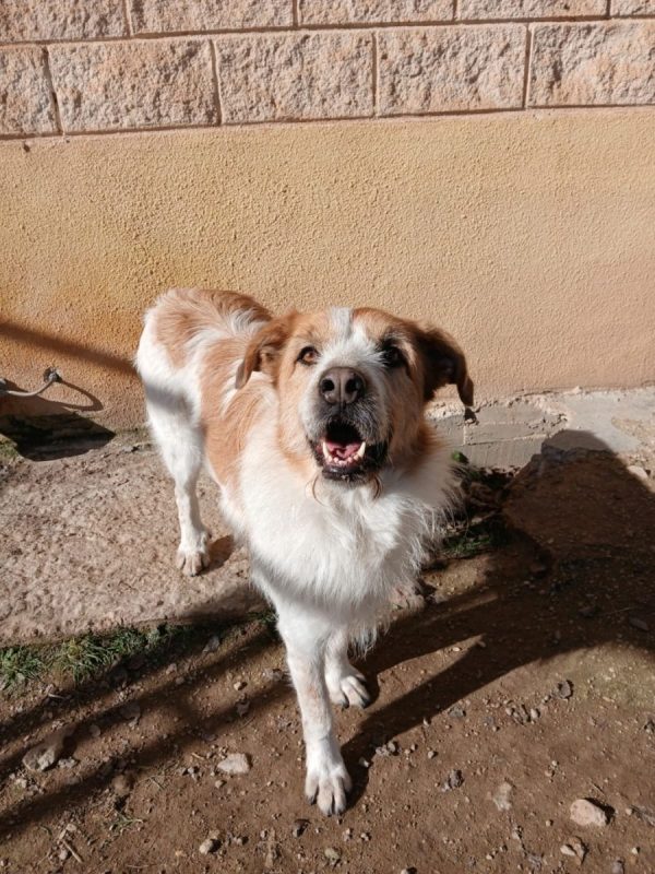 Ness - Chien à adopter - photo 5