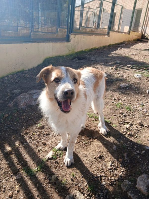 Ness - Chien à adopter - photo 9