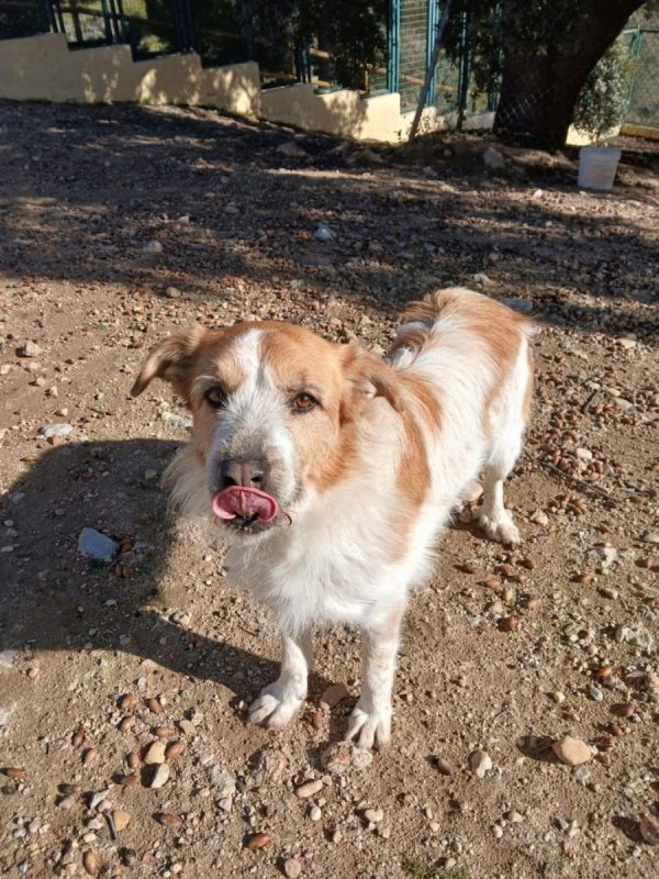 Ness - Chien à adopter - photo 4
