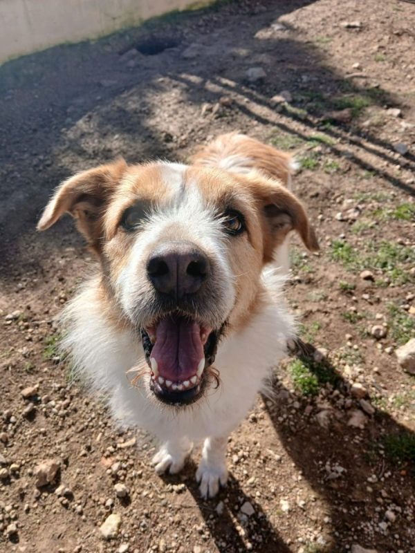 Ness - Chien à adopter - photo 2