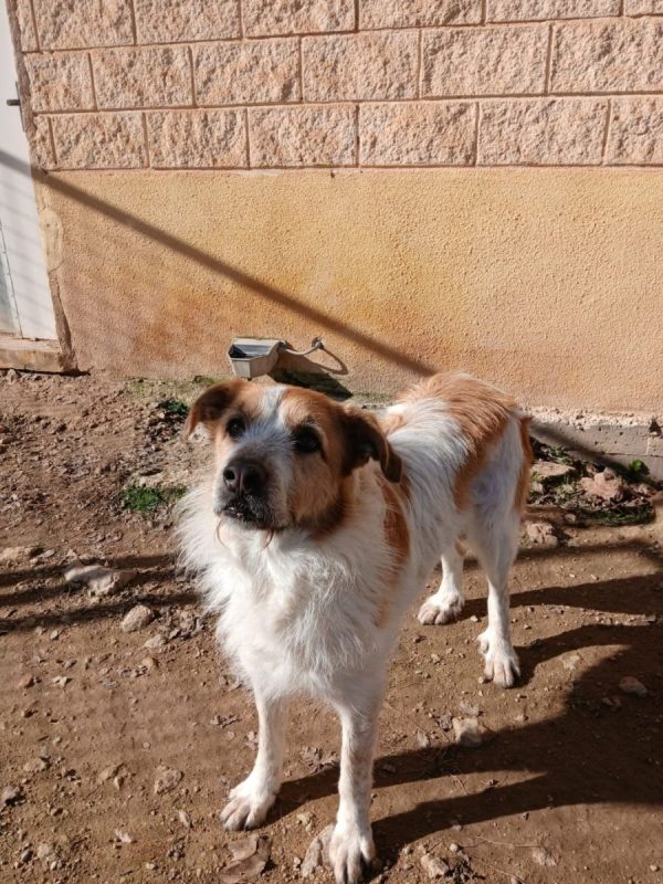 Ness - Chien à adopter - photo 6