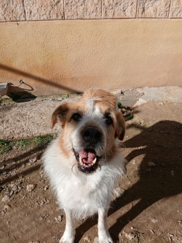 Ness - Chien à adopter - photo 7