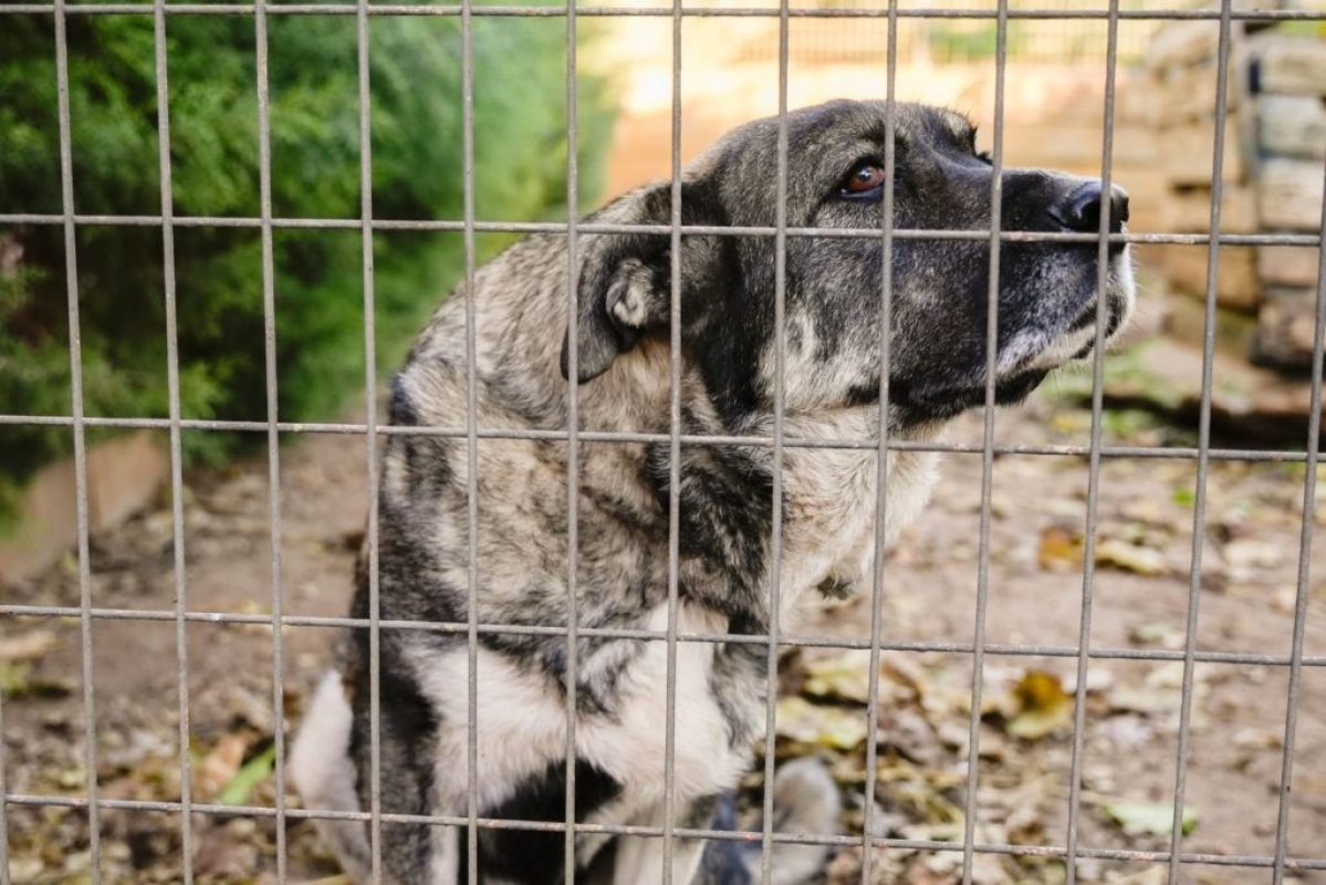 Chamba - Chien à adopter - photo 3