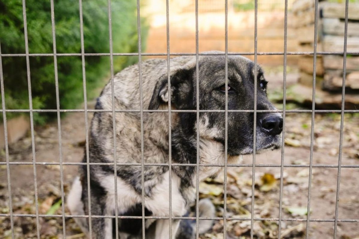 Chamba - Chien à adopter - photo 2