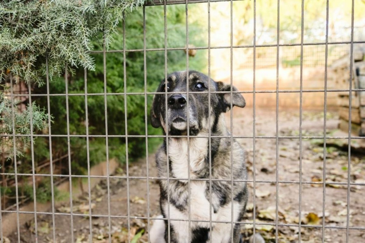 Chamba - Chien à adopter