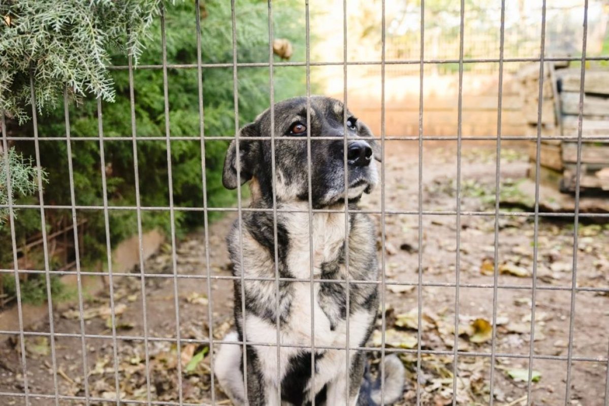 Chamba - Chien à adopter - photo 4