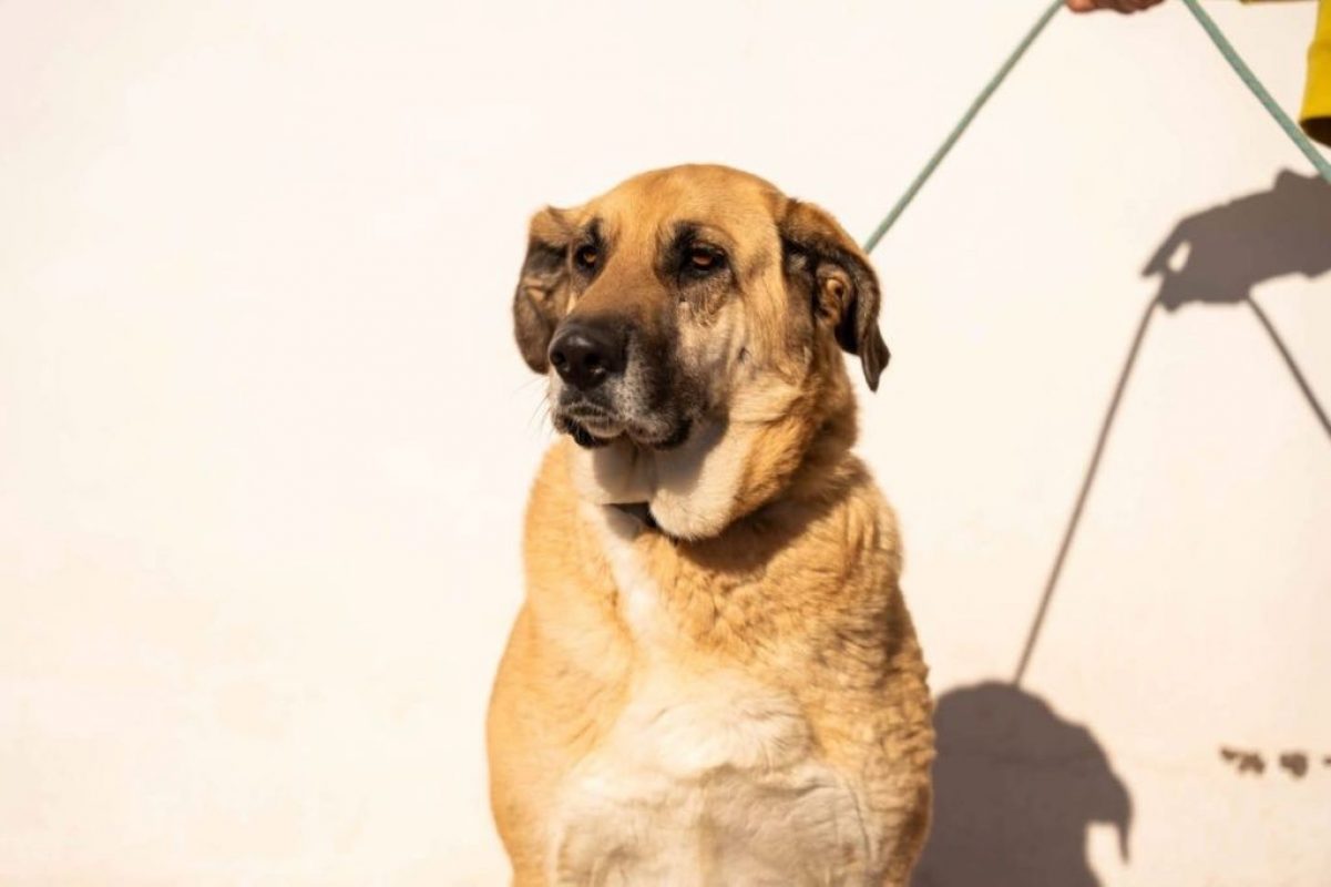 Lila - Chien à adopter