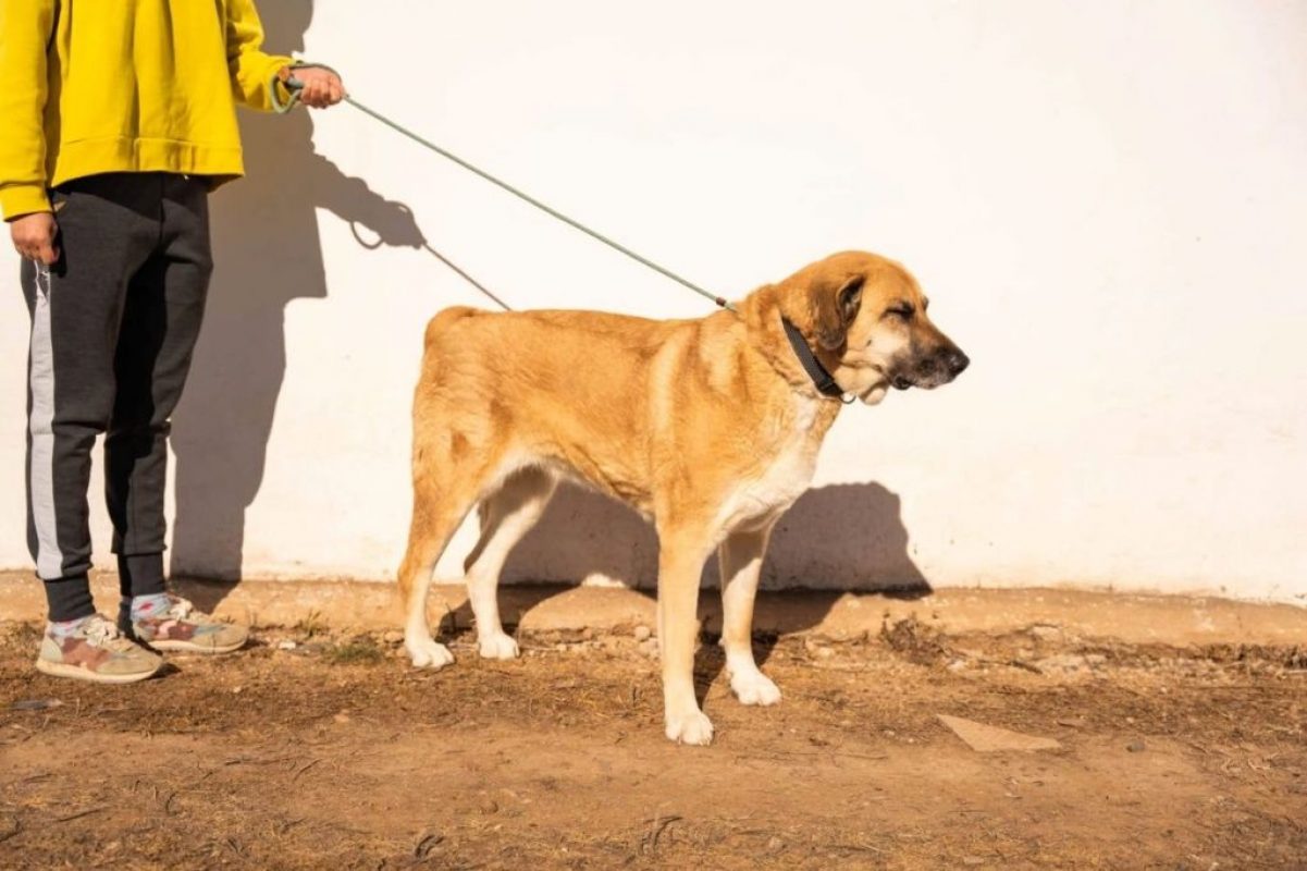 Lila - Chien à adopter - photo 4
