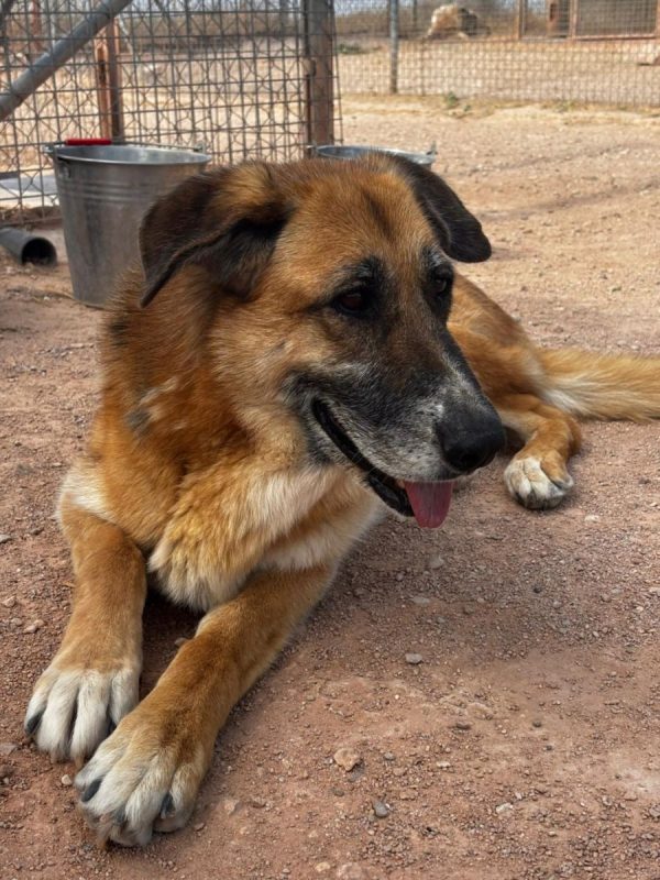 Kika - Chien à adopter - photo 4