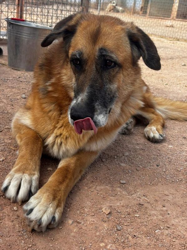 Kika - Chien à adopter