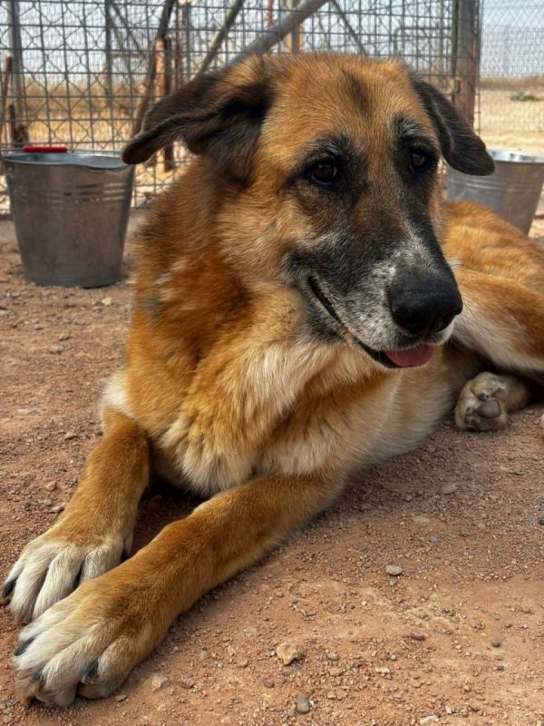 Kika - Chien à adopter - photo 2