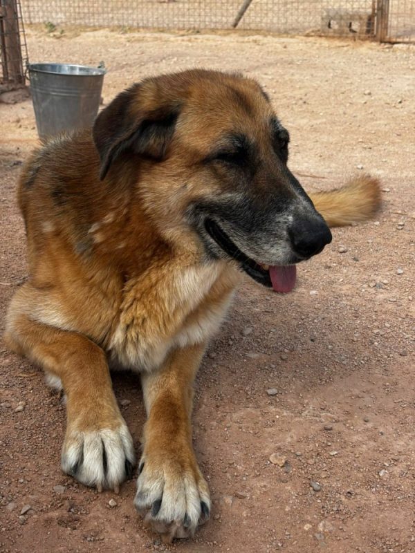 Kika - Chien à adopter - photo 6