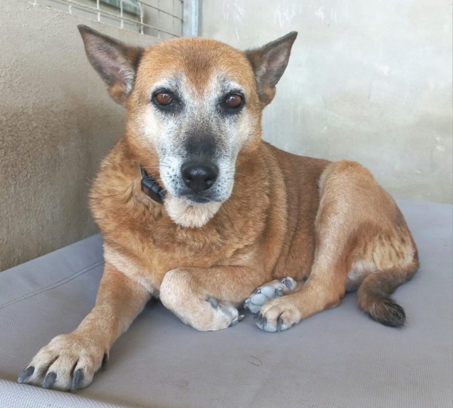 Gorda - Chien à adopter - photo 4