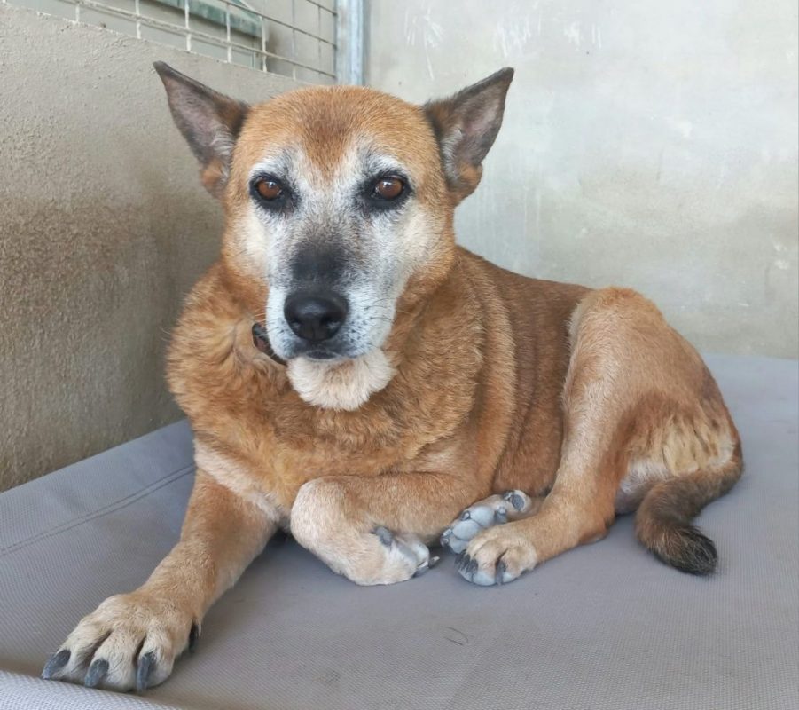 Gorda - Chien à adopter