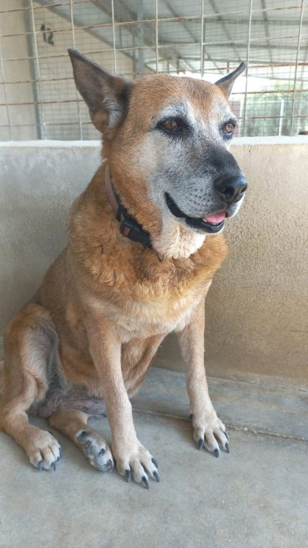 Gorda - Chien à adopter - photo 2