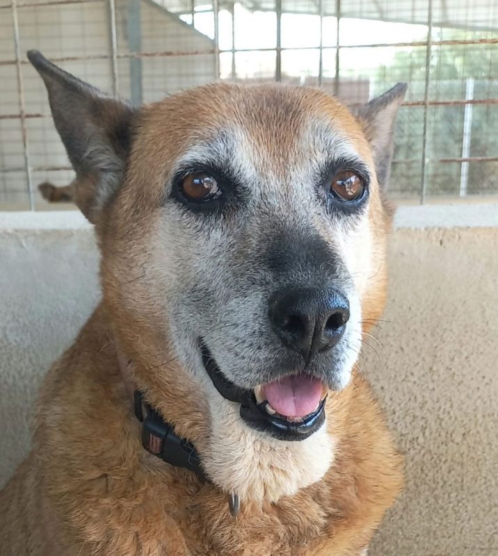 Gorda - Chien à adopter - photo 6