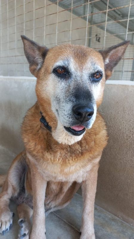 Gorda - Chien à adopter - photo 8