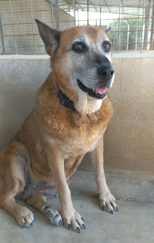 Gorda - Chien à adopter - photo 3