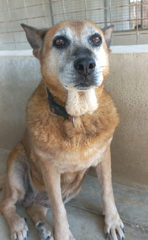 Gorda - Chien à adopter - photo 7