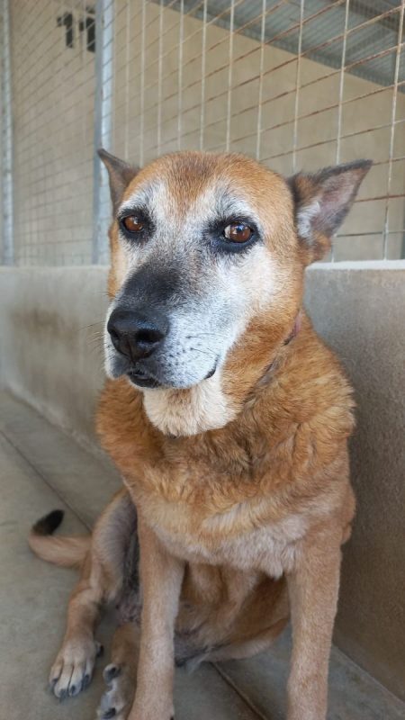 Gorda - Chien à adopter - photo 5