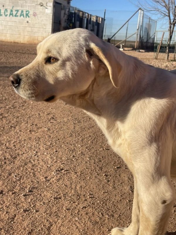 Laya - Chien à adopter - photo 3