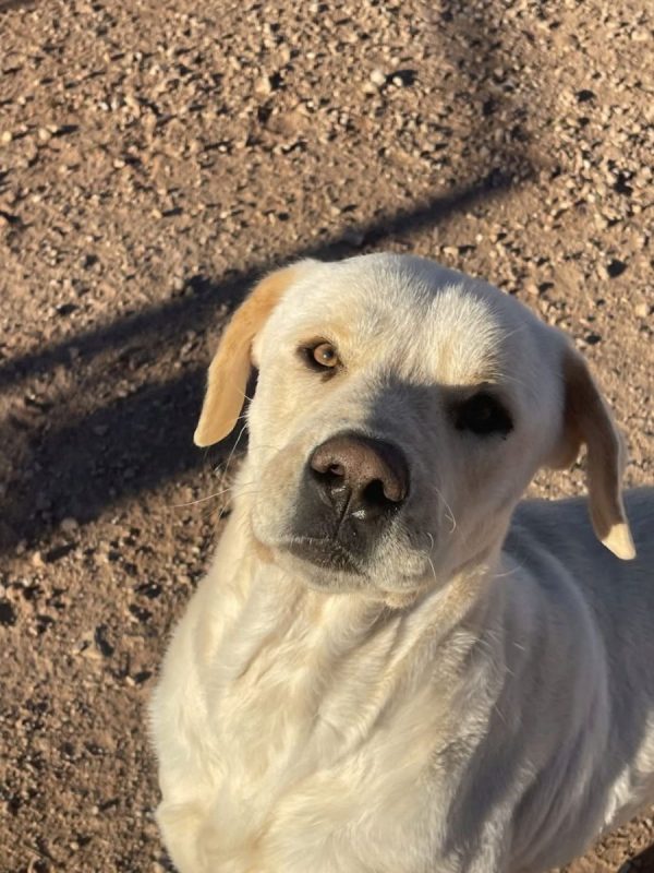 Laya - Chien à adopter - photo 2