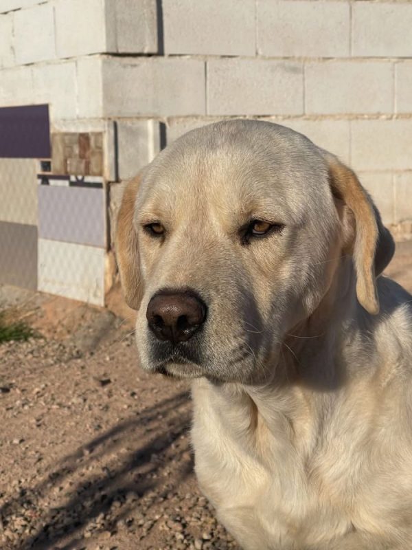 Laya - Chien à adopter