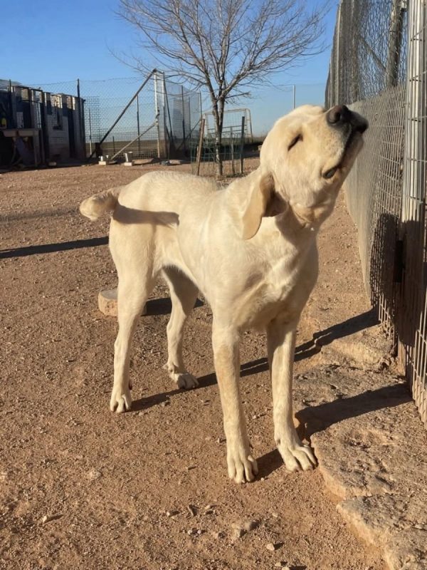 Laya - Chien à adopter - photo 4