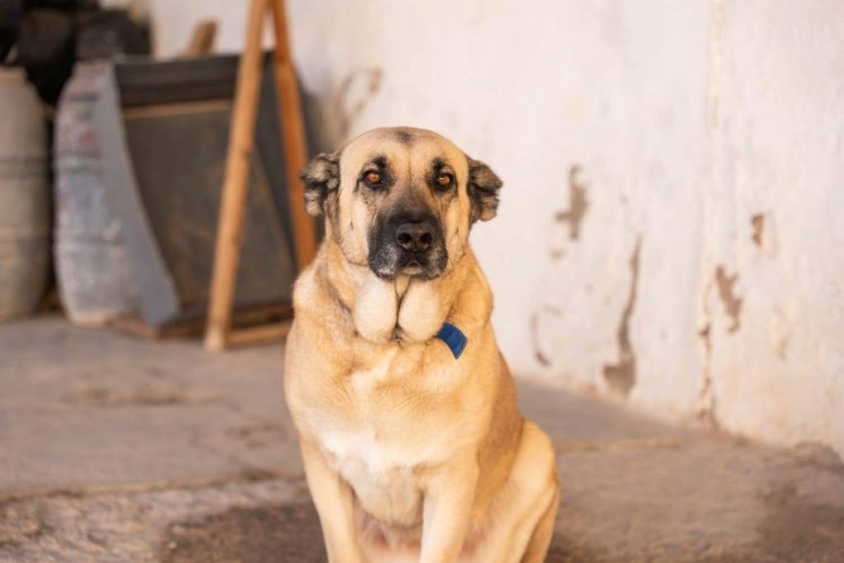 Raika - Chien à adopter