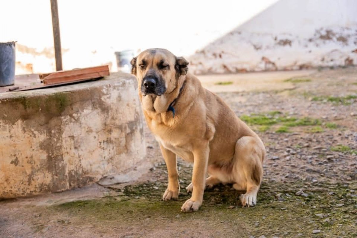 Raika - Chien à adopter - photo 4