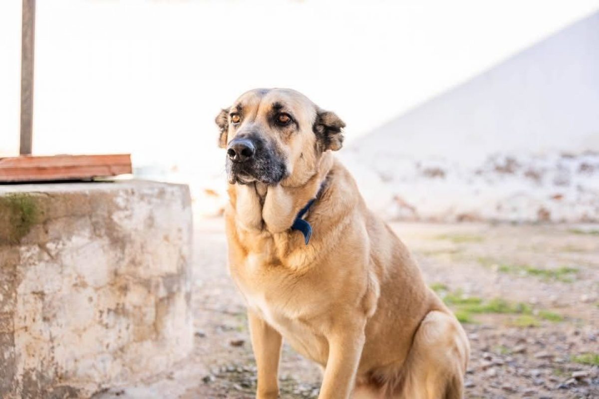 Raika - Chien à adopter - photo 3
