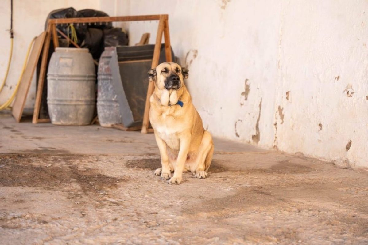 Raika - Chien à adopter - photo 6