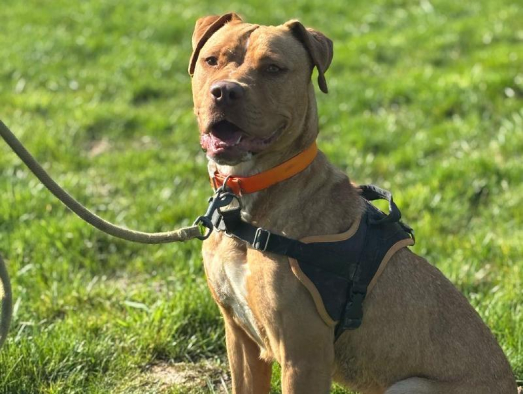 Photo #4 de Victoire