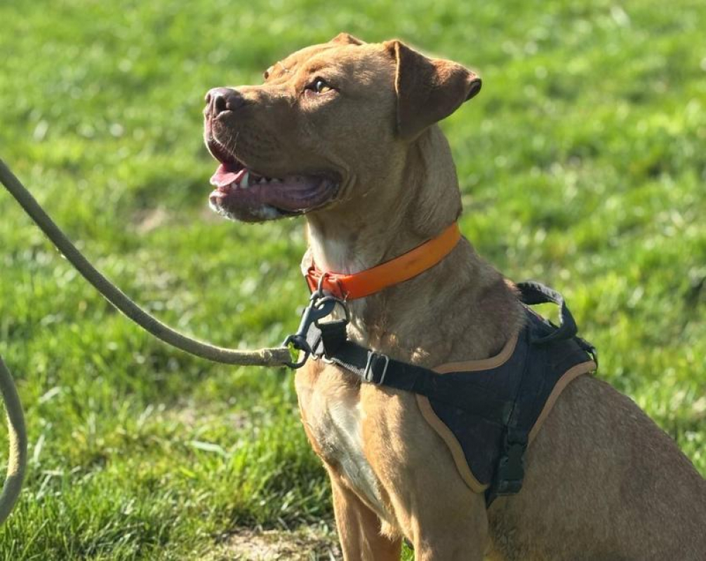 Victoire - Chien à adopter