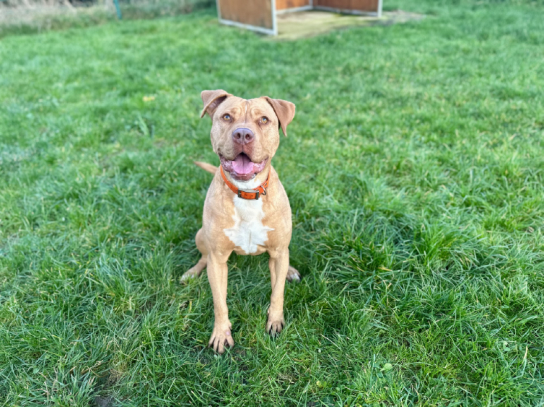 Victoire - Chien à adopter - photo 2