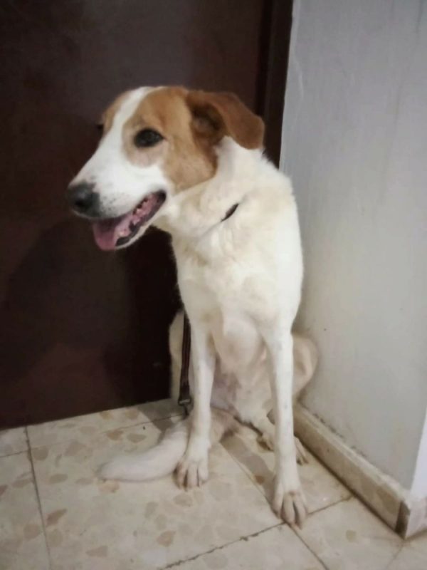 Gema - Chien à adopter - photo 3