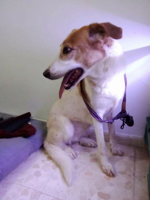 Gema - Chien à adopter - photo 4