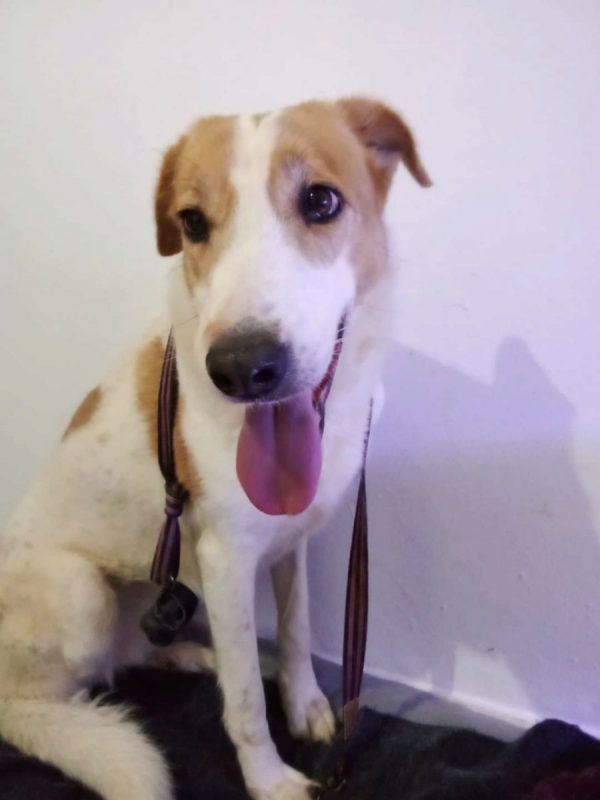Gema - Chien à adopter - photo 2