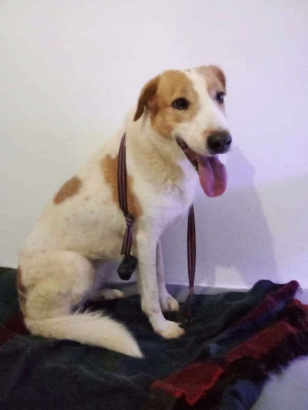 Gema - Chien à adopter