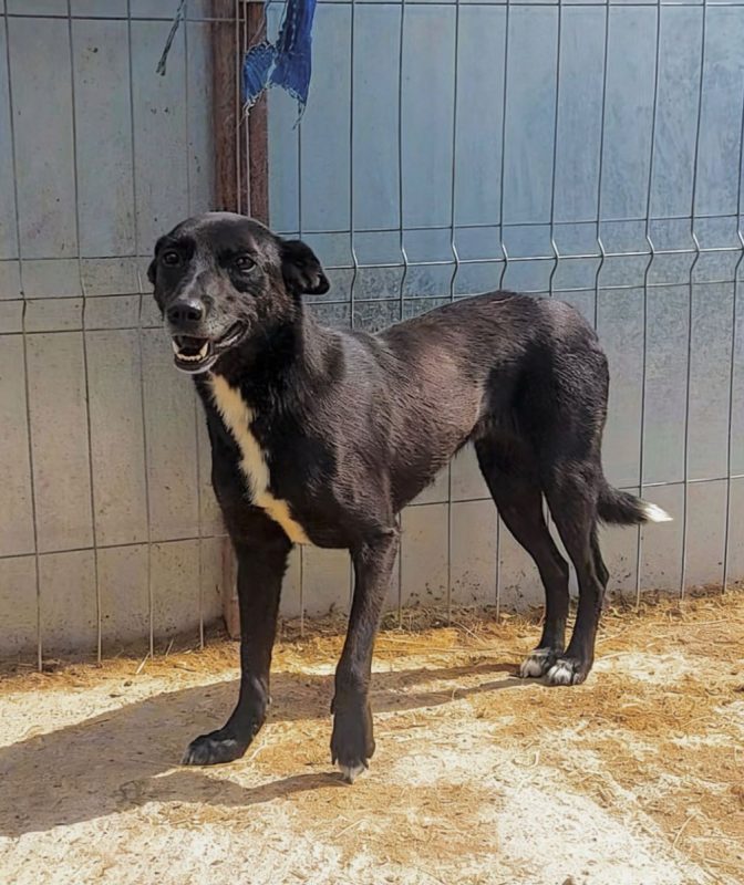 Sissy - Chien à adopter - photo 5