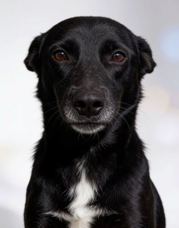 Sissy - Chien à adopter