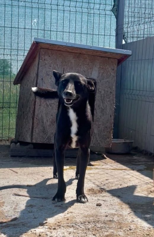 Sissy - Chien à adopter - photo 3