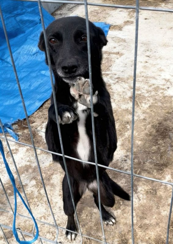 Sissy - Chien à adopter - photo 2