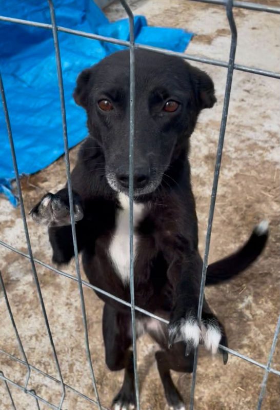 Sissy - Chien à adopter - photo 4